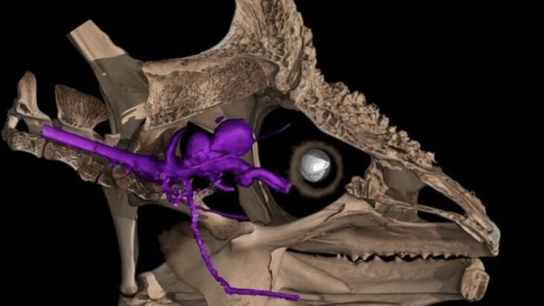 Биологи объяснили, как хамелеонам удается&hellip;