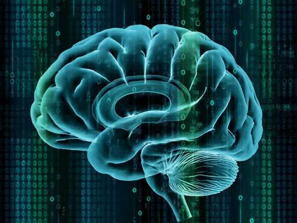 Ученые считают, что в мозге существует предустановленная «операционная система» 2 362f883b6482d14f6046bfd13f1e4670.jpg