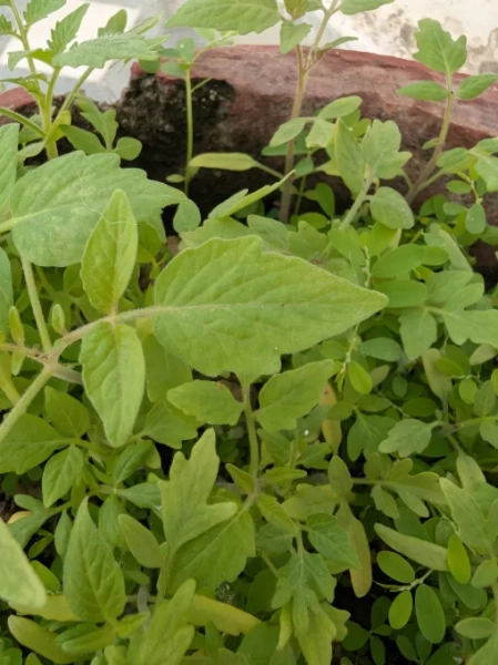 372e66b090ebaab1a46185a64b3e2128