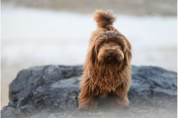 Аутичные собаки? Нейроразнообразие у наших&hellip;