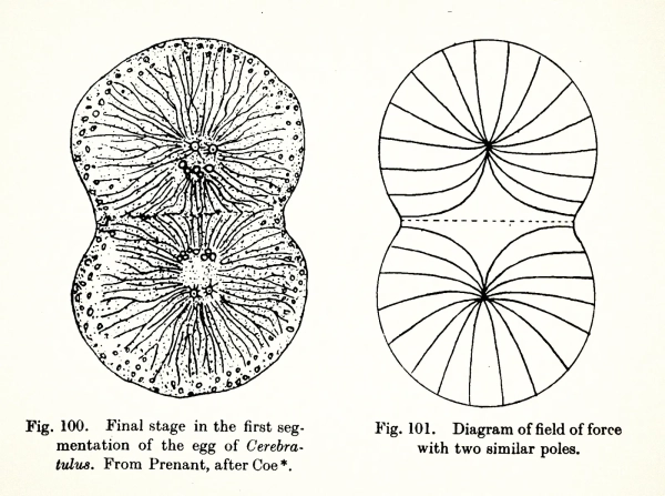 Как гены используют физику для выращивания живых существ 4 Рисунки из книги Д'Арси Томпсона 1917 года «О росте и форме».