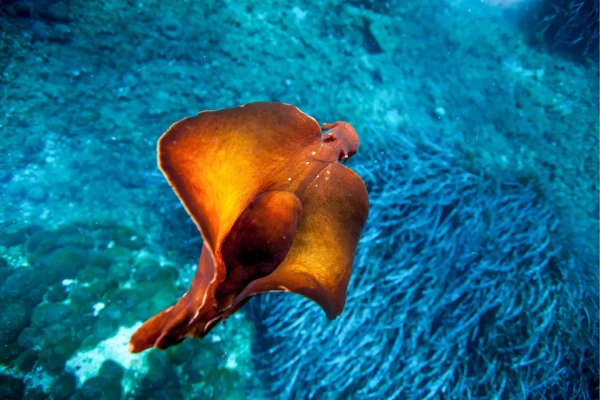 Что может запомнить клетка? 7 У калифорнийского морского зайца (Aplysia californica) огромные нейроны, что облегчает его изучение в качестве модели памяти