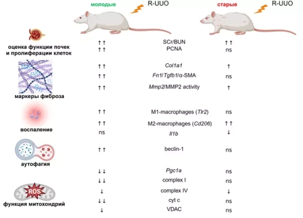 Найдена причина медленного восстановления почек&hellip;
