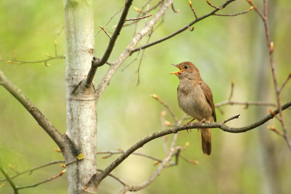 Песни птиц меняются, как языки у людей 2 40b5c99aad7a1247ac1bc4afce5b0d19