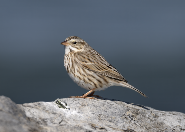 Песни птиц меняются, как языки у людей 9 415df46b280baff2f695dd00aef0522e