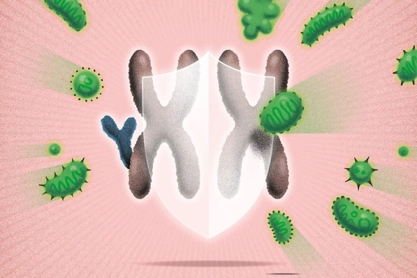 Самое убедительное доказательство того, что вирус Эпштейна-Барр вызывает волчанку 3 У женщин сверхмощная иммунная система, и теперь мы знаем, почему