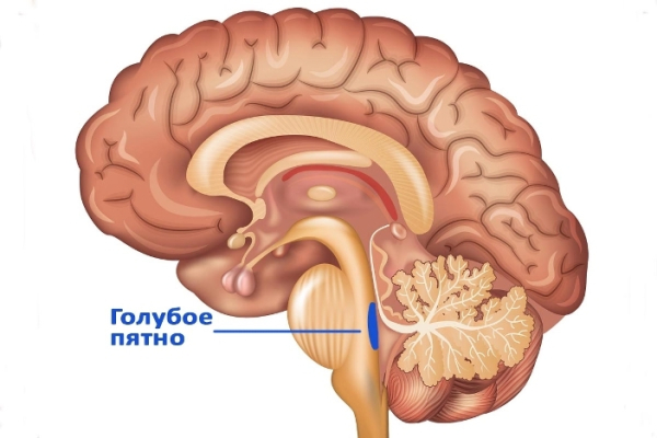 Нейробиологи открыли «разделитель» воспоминаний в&hellip;