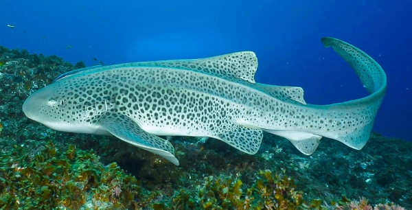 Зебра-акула