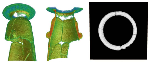 3Д модель и срез сечения сосуда