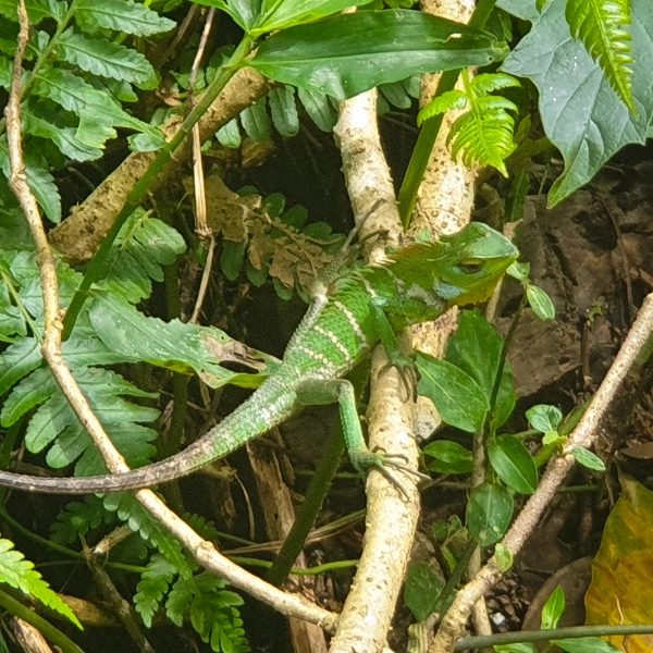 Хамелеон среди деревьев