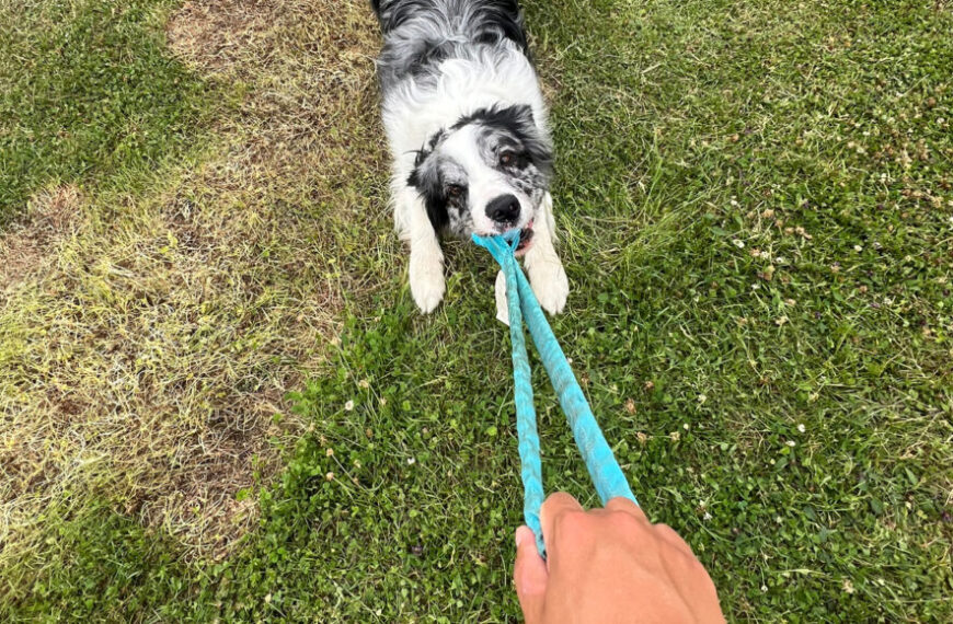 Некоторые одаренные собаки могут научиться&hellip;