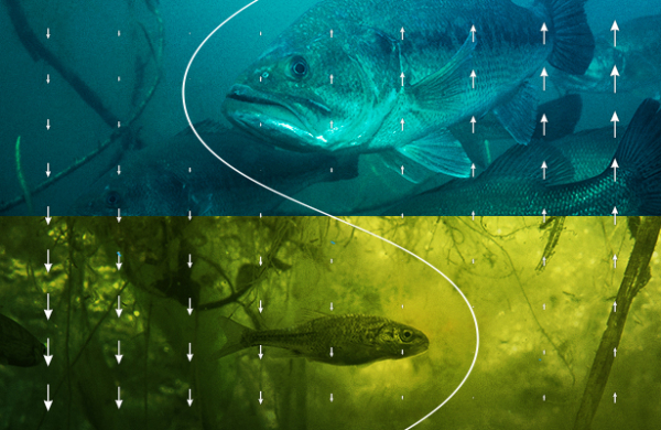 Система критического оповещения природы