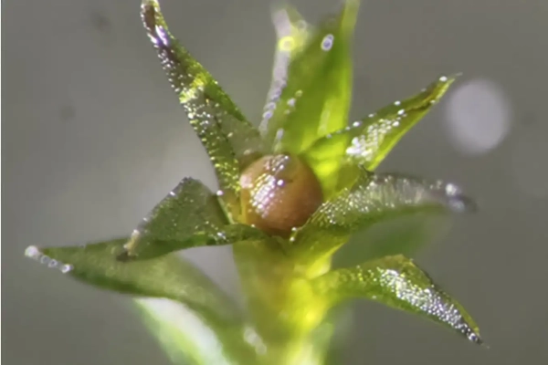 Споры мха выживают и прорастают&hellip;