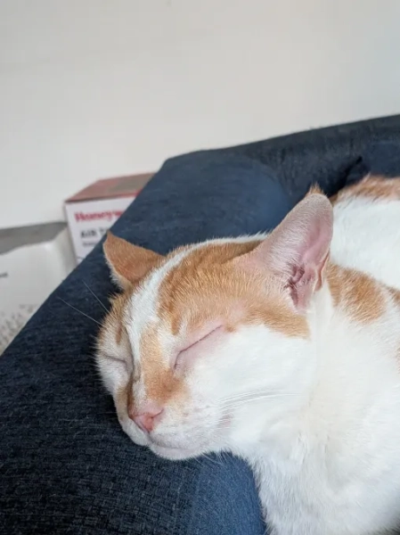 6136cf600a821a2b39b0784acf054126