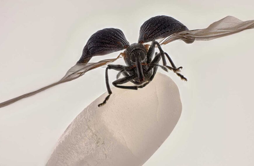 Отмеченные наградами микрофотографии запечатлевают потрясающие&hellip;