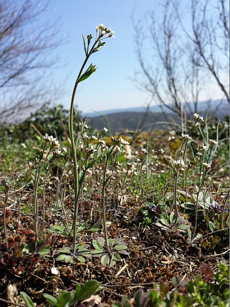 Генетика для выведения новых сортов и способность растений к адаптации 3 6c56d1e1d4f8e5e9119999a3b800c029