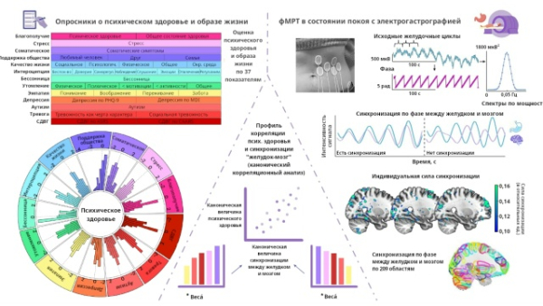 Связь между желудком и мозгом&hellip;
