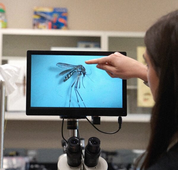 Комар, переносящий инвазивные заболевания, распространился&hellip;