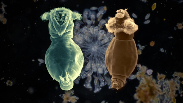 Коловратка: Самое маленькое многоклеточное