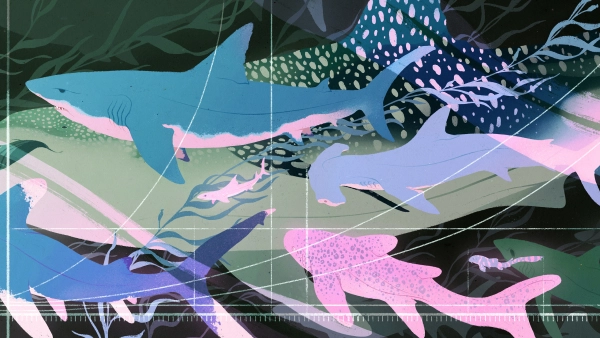 Данные об акулах показывают, что&hellip;