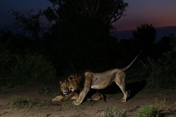 Трехногий лев научился охотиться совершенно неожиданным способом. 3 трехногий лев