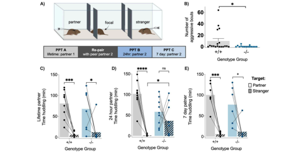 Источник изображения: https://doi.org/10.1101/2025.05.15.654128