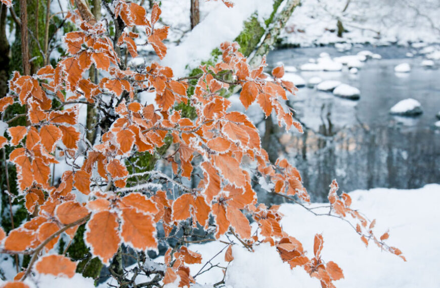 Ученые говорят: Марсценция