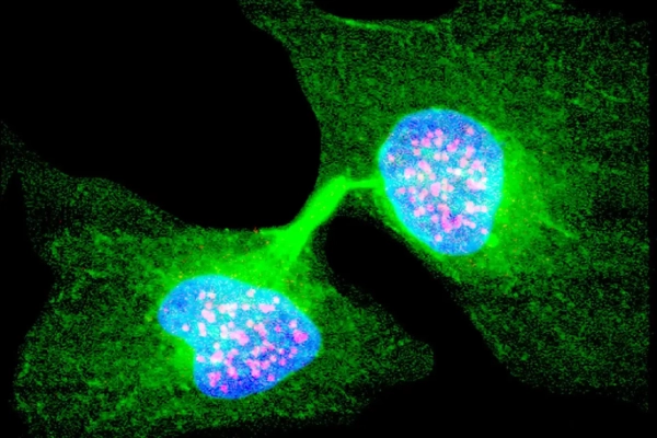 Нам может понадобиться четвертый закон термодинамики для живых систем 14 82981fc33b294aeaa05b170be3ca7657.jpg