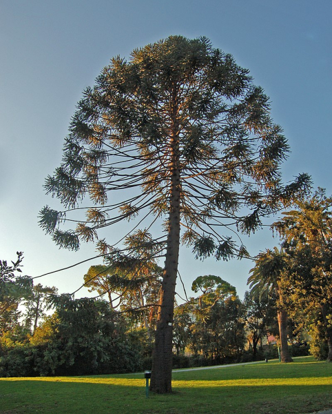 Araucaria bidwillii  