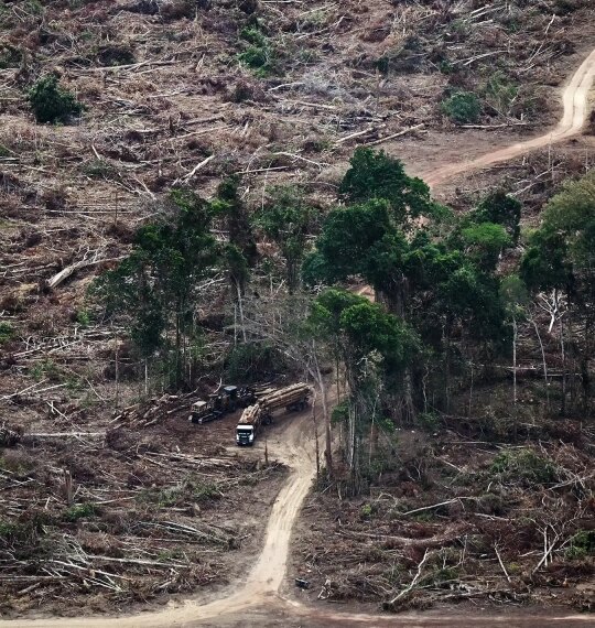 Вырубка лесов в Амазонии продолжается&hellip;