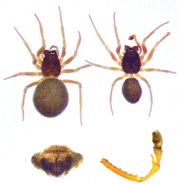 Prinerigone vagans в пещере. Самка и эпигина самки (слева). Самец и педипальпа самца (справа). Да, это опять то, что вы подумали.