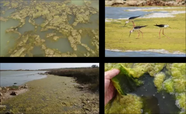 Кормовая добавка из нитчатой водоросли в рационе птиц поможет бороться с дефицитом йода у людей 2 8eaac60f65c5bf071c03322e487757b1.webp