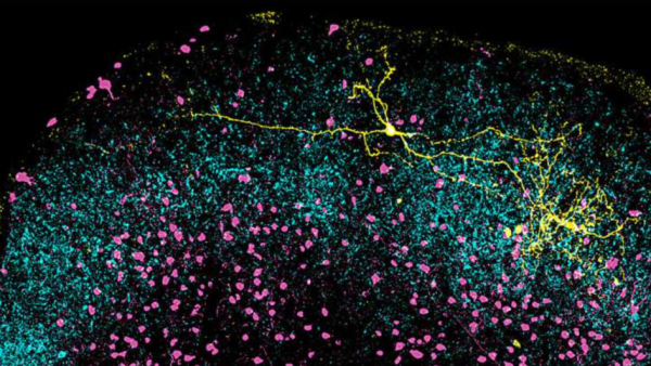 Механизмы зрительного внимания возникли более 500 млн лет назад 2 8f47e37638409d01e9398b23317ebab4