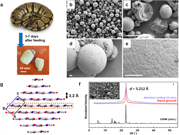 Туалетные манеры змей: метастабильные микросферы мочевой кислоты 2 93fa08b608481c23d9f38e2f10f4bcd6