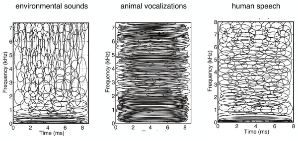 ICA звуков окружающей среды (треска кустарника, дождя и так далее) и человеческой речи (различных диалектов американского английского) привёл к созданию вейвлетов, а ICA голосов животных (млекопитающих, тропического леса) — к чему-то более похожему на преобразование Фурье. ICA звуков окружающей среды (треска кустарника, дождя и так далее) и человеческой речи (различных диалектов американского английского) привёл к созданию вейвлетов, а ICA голосов животных (млекопитающих, тропического леса) — к чему-то более похожему на преобразование Фурье.