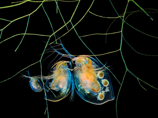  17-е место: Водяные блохи (Daphnia) и водоросли