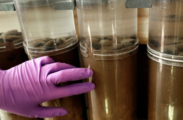 Как глубоководная добыча полезных ископаемых&hellip;