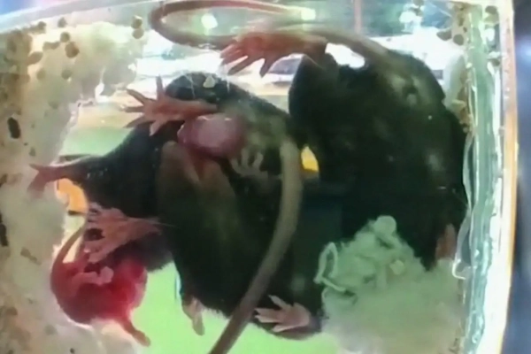 Мыши-«акушерки» помогают своим беременным спутницам рожать 3 aca23e9c1867c56a461d0f0e5b18ffdd