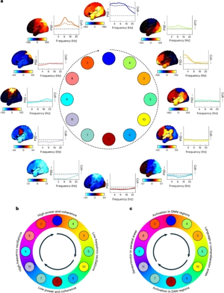 Нейробиологи из Оксфорда обнаружили, что активность крупномасштабных функциональных сетей мозга организована в виде устойчивых, циклических паттернов 2 ad545ec218ee63963ddaccc686391e82.jpg