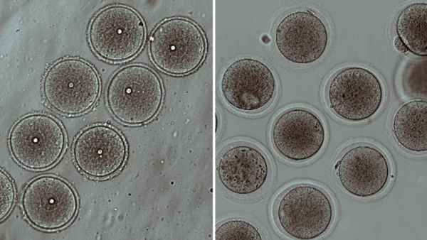 Популярный антидепрессант нарушил созревание половых&hellip;
