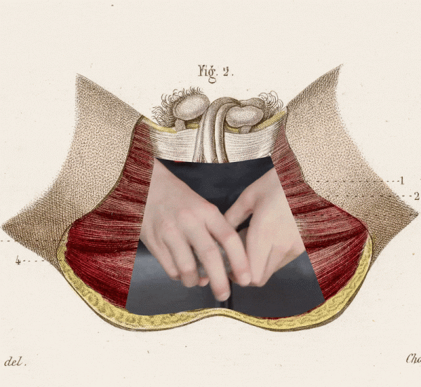 Тазовое дно — это проблема 3 af23951568326b5a8071a6c12b4b5b49.gif