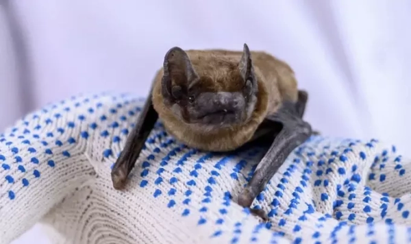 Новый инструмент ускорит поиск эффективных&hellip;