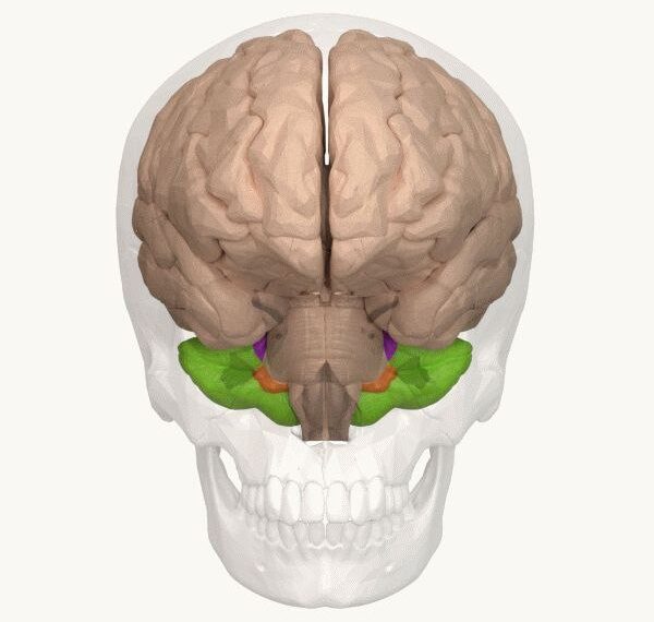 Мозжечок- интересная и важная часть&hellip;
