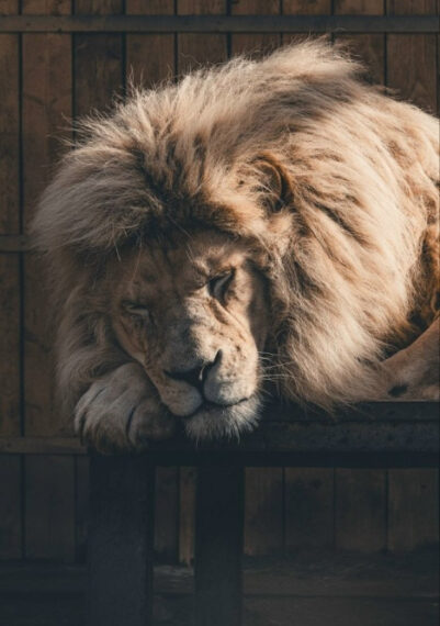 Видят ли животные сны?