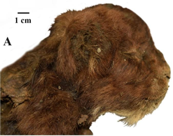 Я смотрю на тебя как на источник питательного протеина