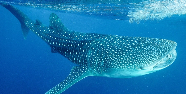 bf20f54237bb5c442cac0589f8defce2