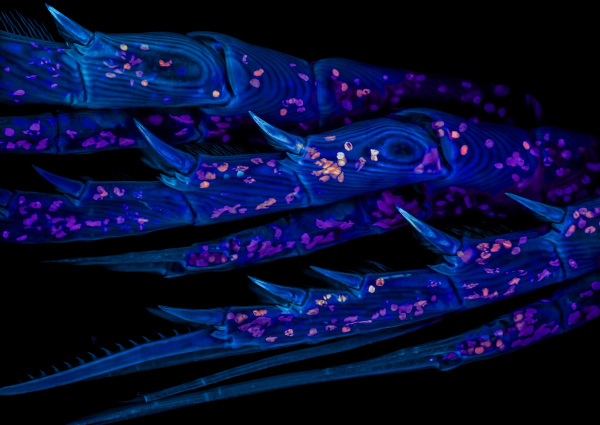  20-е место: Морской копепод