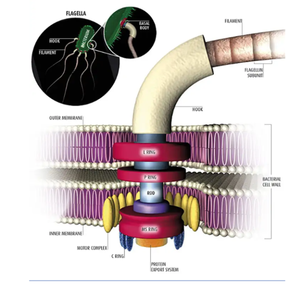Почему природа до сих пор не породила колесо 4 c9022a989843cbef4e7868c4a03f8f06