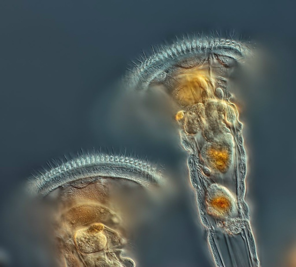 cc06b3dc8e2987dea8a9bc15ad10b30f