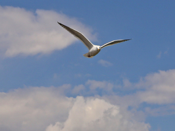 Чайки переносят в желудках микропластик&hellip;